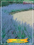 Nepeta Faasenii 'Blue Wonder' - Goedkope tuinplanten