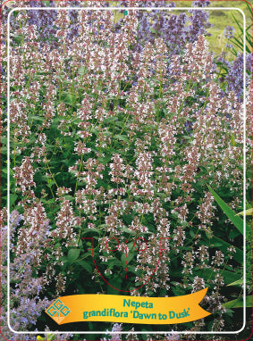 Nepeta Grandiflora 'Dawn To Dusk' - Goedkope tuinplanten