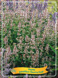 Nepeta Grandiflora 'Dawn To Dusk' - Goedkope tuinplanten