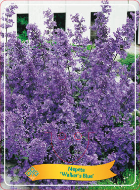 Nepeta 'Walker's Low' - Goedkope tuinplanten