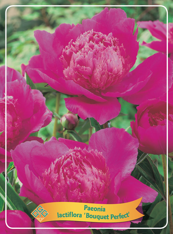Paeonia Lactiflora 'Bouquet Perfect' - Goedkope tuinplanten