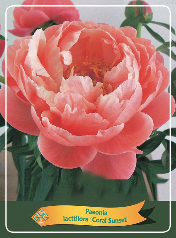 Paeonia Lactiflora 'Coral Sunset' - Goedkope tuinplanten