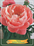 Paeonia Lactiflora 'Coral Sunset' - Goedkope tuinplanten