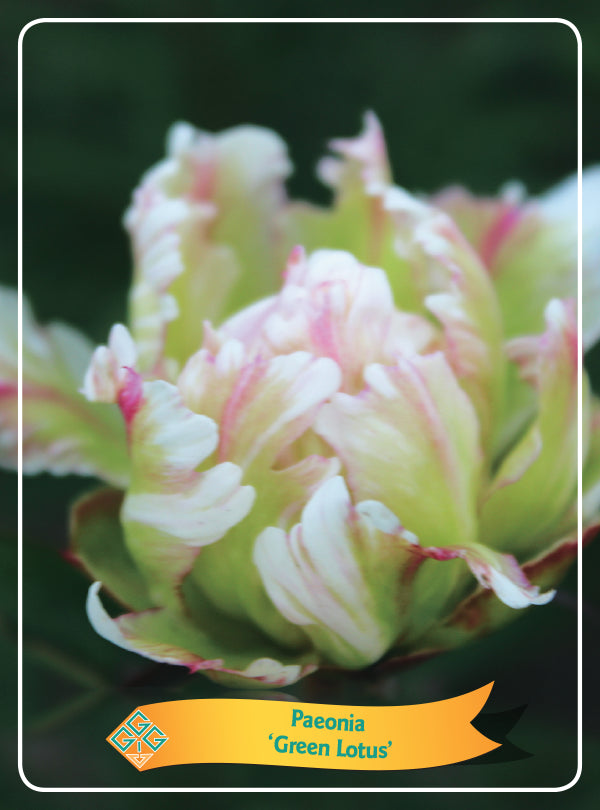 Paeonia Lactiflora 'Green Lotus' - Goedkope tuinplanten