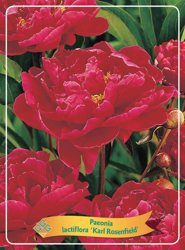 Paeonia Lactiflora 'Karl Rosenfield' - Goedkope tuinplanten