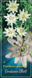 Passiflora 'Constance Elliot' - Goedkope tuinplanten