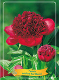 Paeonia Lactiflora 'Red Charm' - Goedkope tuinplanten