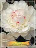 Paeonia Lactiflora 'White Sensation' - Goedkope tuinplanten