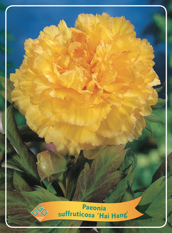 Paeonia Suffruticosa 'Hai Hang' - Goedkope tuinplanten