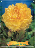 Paeonia Suffruticosa 'Hai Hang' - Goedkope tuinplanten