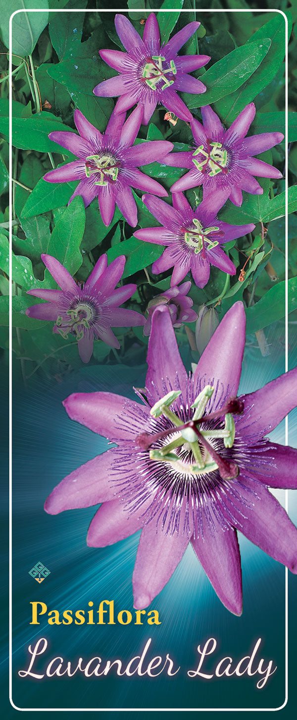 Passiflora 'Lavender Lady' - Goedkope tuinplanten