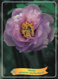 Paeonia Suffruticosa 'Ling Hua Zhan Lu' - Goedkope tuinplanten