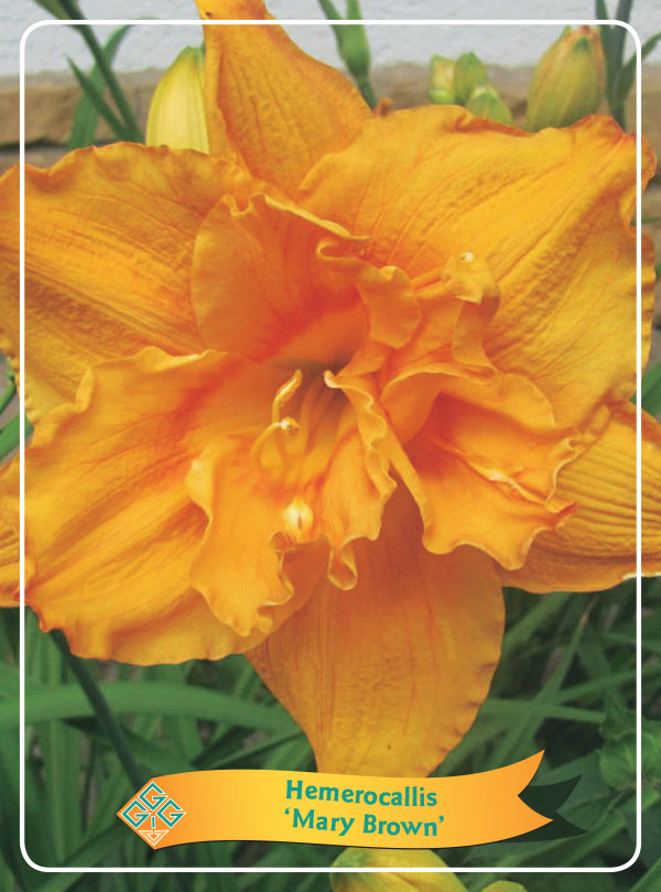 Hemerocallis 'Mary Brown' - Goedkope tuinplanten