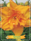 Hemerocallis 'Mary Brown' - Goedkope tuinplanten