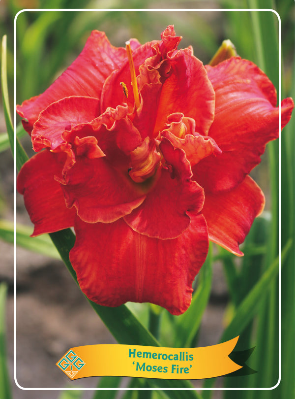 Hemerocallis 'Moses Fire' - Goedkope tuinplanten
