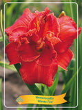 Hemerocallis 'Moses Fire' - Goedkope tuinplanten