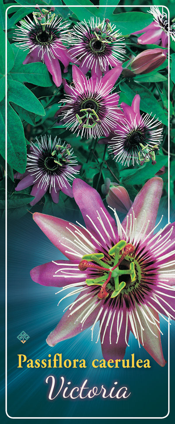 Passiflora 'Victoria' - Goedkope tuinplanten