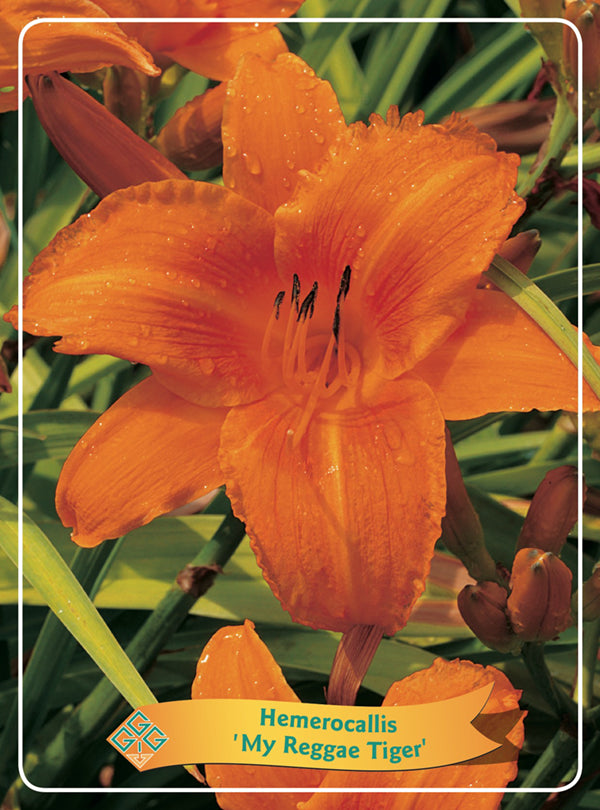 Hemerocallis 'My Reggae Tiger' - Goedkope tuinplanten