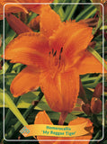 Hemerocallis 'My Reggae Tiger' - Goedkope tuinplanten