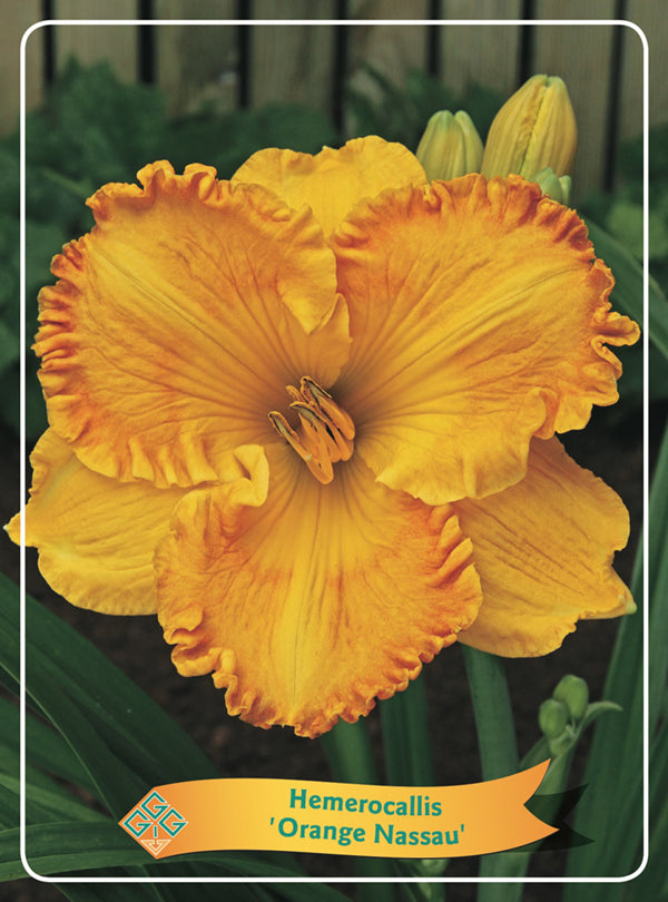 Hemerocallis 'Orange Nassau' - Goedkope tuinplanten