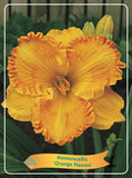 Hemerocallis 'Orange Nassau' - Goedkope tuinplanten
