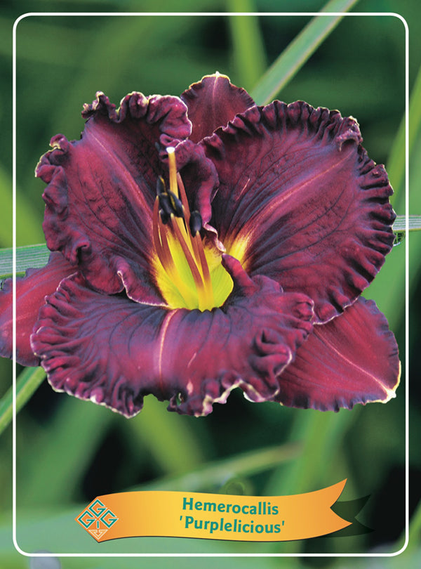 Hemerocallis 'Purplelicious' - Goedkope tuinplanten