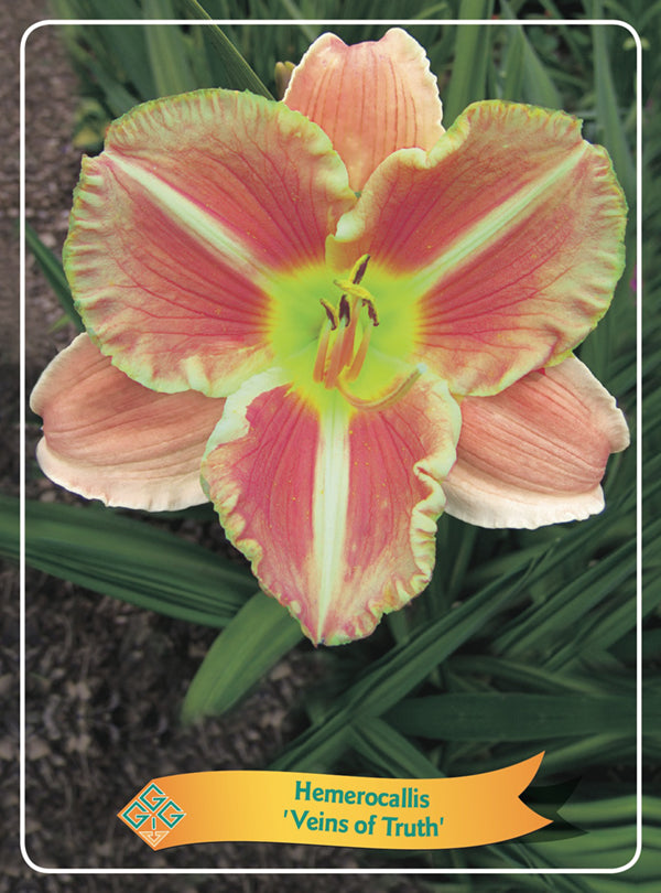 Hemerocallis 'Veins Of Truth' - Goedkope tuinplanten