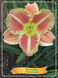 Hemerocallis 'Veins Of Truth' - Goedkope tuinplanten