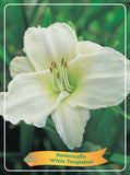 Hemerocallis 'White Temptation' - Goedkope tuinplanten
