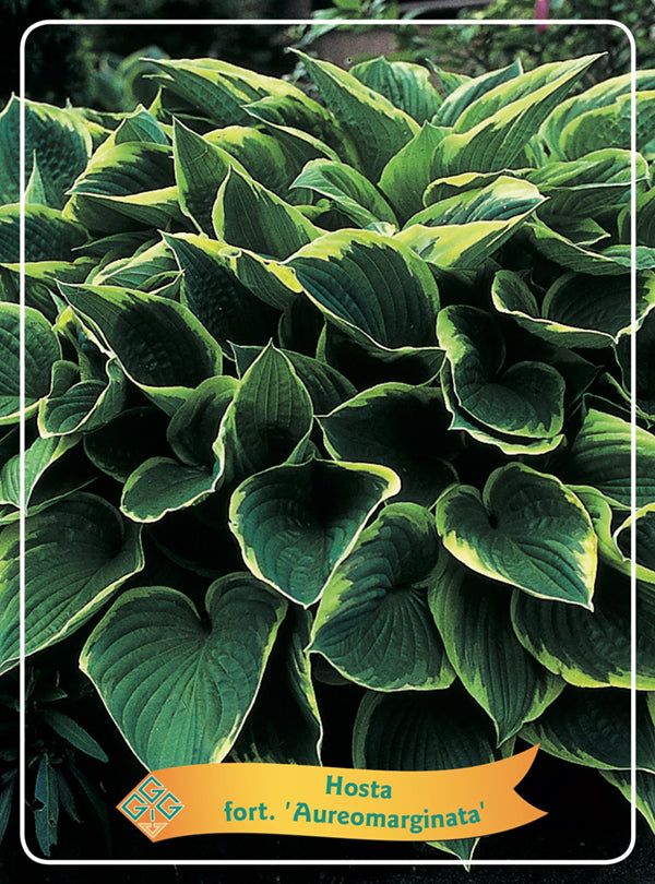 Hosta 'Aureomarginata' - Goedkope tuinplanten