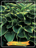 Hosta 'Aureomarginata' - Goedkope tuinplanten