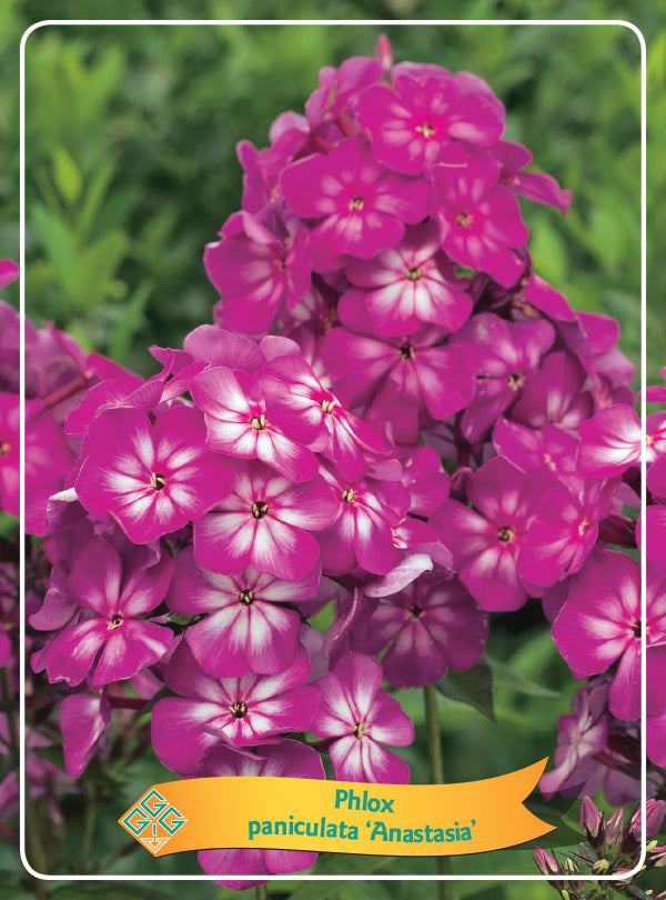 Phlox Paniculata 'Anastasia' - Goedkope tuinplanten
