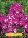 Phlox Paniculata 'Anastasia' - Goedkope tuinplanten