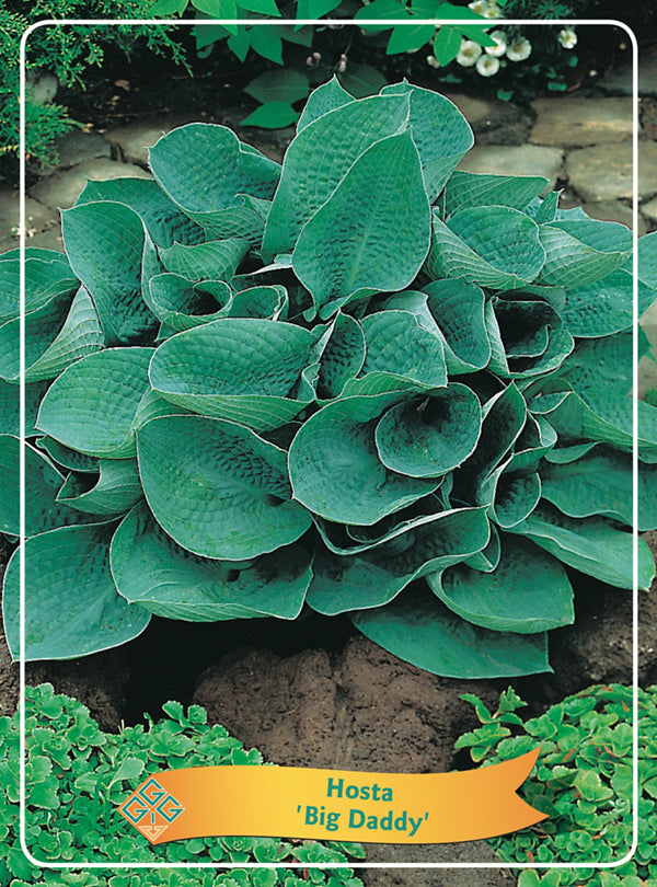Hosta 'Big Daddy' - Goedkope tuinplanten