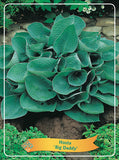 Hosta 'Big Daddy' - Goedkope tuinplanten