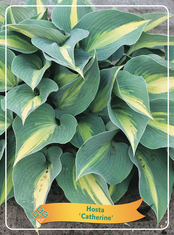 Hosta 'Catherine' - Goedkope tuinplanten