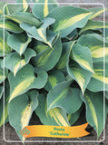 Hosta 'Catherine' - Goedkope tuinplanten