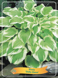 Hosta 'Delta Dawn' - Goedkope tuinplanten
