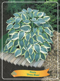 Hosta 'Dress Blues' - Goedkope tuinplanten