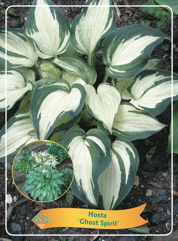 Hosta 'Ghost Spirit' - Goedkope tuinplanten