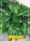 Hosta 'Gooseberry Sundea' - Goedkope tuinplanten