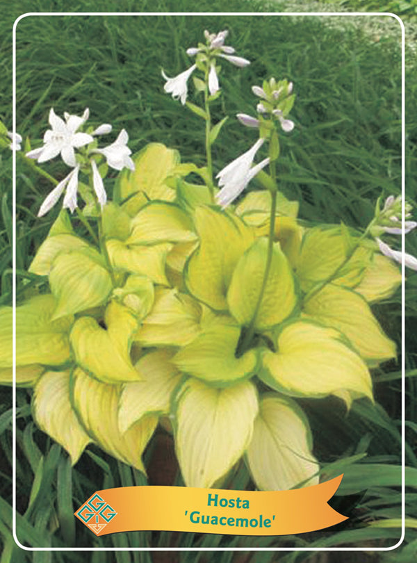Hosta 'Guacemole' - Goedkope tuinplanten