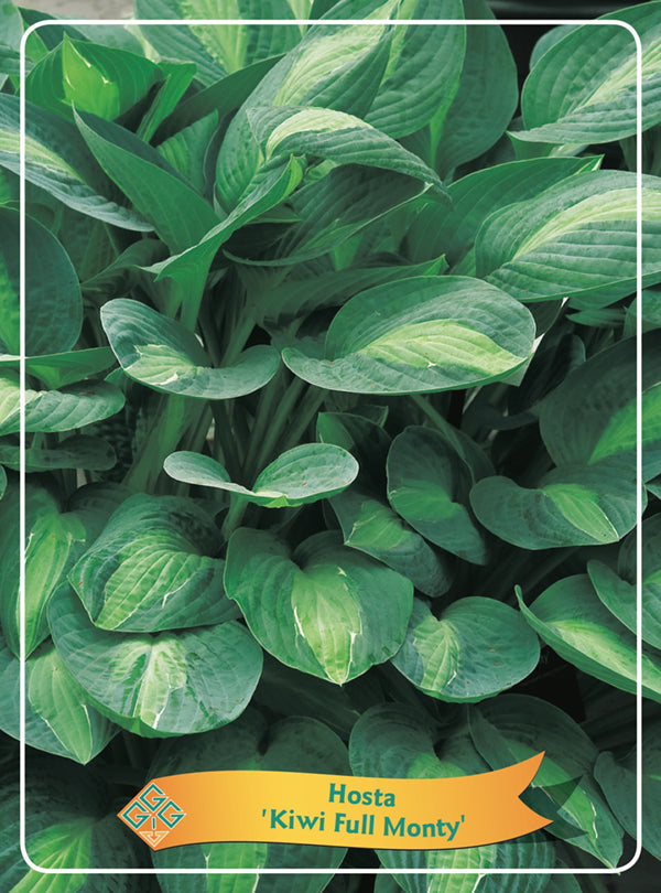 Hosta 'Kiwi Full Monty' - Goedkope tuinplanten