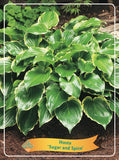 Hosta 'Sugar And Spice' - Goedkope tuinplanten
