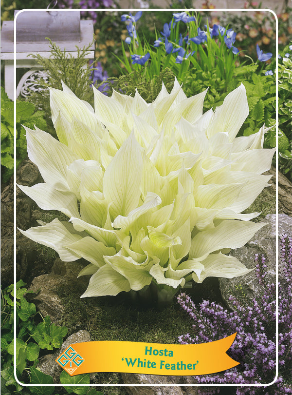 Hosta 'White Feather' - Goedkope tuinplanten