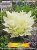 Hosta 'White Feather' - Goedkope tuinplanten