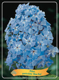 Phlox Paniculata 'Blue Boy' - Goedkope tuinplanten