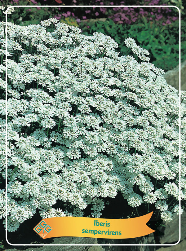 Iberis 'Sempervirens' - Goedkope tuinplanten