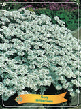 Iberis 'Sempervirens' - Goedkope tuinplanten