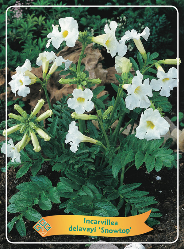 Incarvillea 'Snowtop' - Goedkope tuinplanten